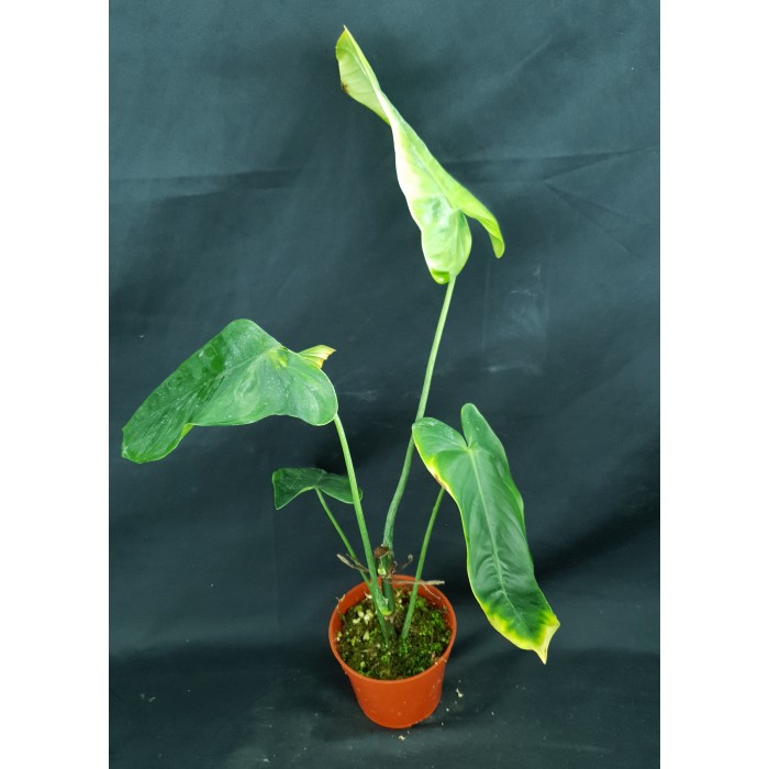 Philodendron sharoniae 'Mosquera'#6055