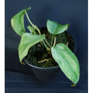 Philodendron micans 'Mint' #1932E