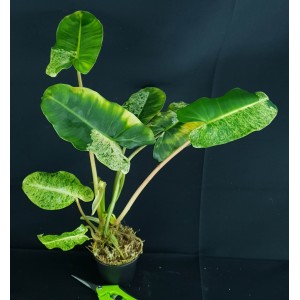 Philodendron 'Burle Marx Mint' #1957E