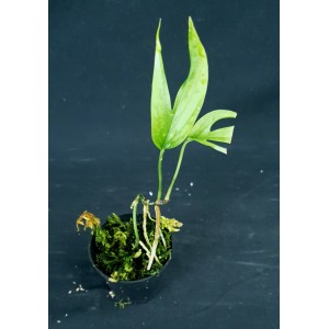 Amydrium zippelianum#3959