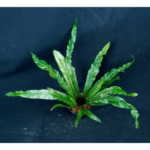 Asplenium fimbriata variegata#4105