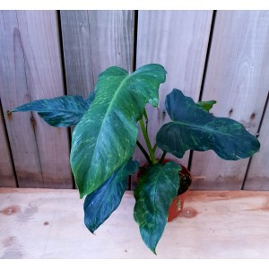 Philodendron 'Lime Fiddle'
 #1822
