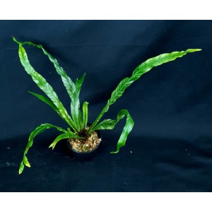Asplenium fimbriata variegata
 #1854
