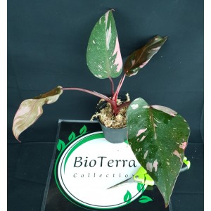 Philodendron 'Pink Princess Marble King'#0858