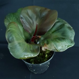 Philodendron 'Red Heart'#1564