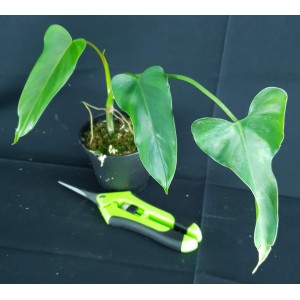 Philodendron delinksii#1567