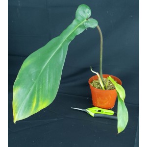 Philodendron joepii#1575