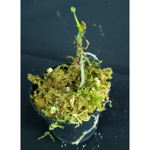 Mystery Plant (Aroid) (B)#1634