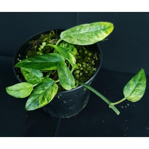 Epipremnum pinnatum 'Mint'#1646
