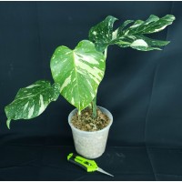 Monstera deliciosa 'Crème Brûlée' #2709E