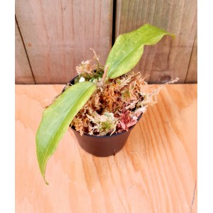 Hoya erythrina 'Long Leaf'#3395