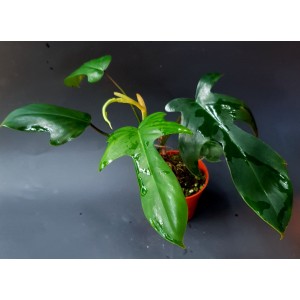Philodendron 'Florida'#2506