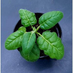 Solanum pyracanthum#2516
