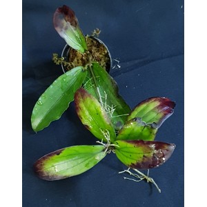 Hoya erythrina 'Long Leaf'#1130E
