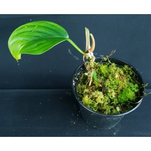 Philodendron ernestii#1151