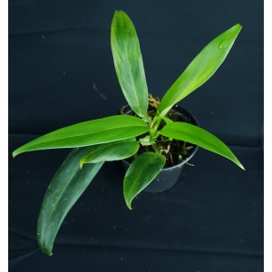 Philodendron pteropus #2#1165