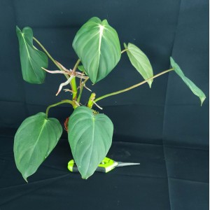 Philodendron 'McDowell' #2372E