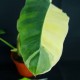 Philodendron 'Paraiso Verde Aurea Variegated' #2374E