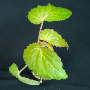Begonia semiovata #2384
