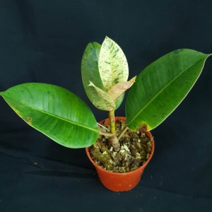 Ficus elastica 'Shivereana' #2385