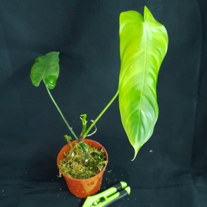 Philodendron sharoniae 'Mosquera' #2405