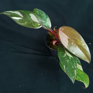 Philodendron 'Red Anderson' #2409E