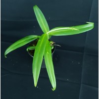 Philodendron pteropus #2 #2431