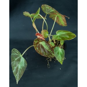 Begonia aff burkillii#7138