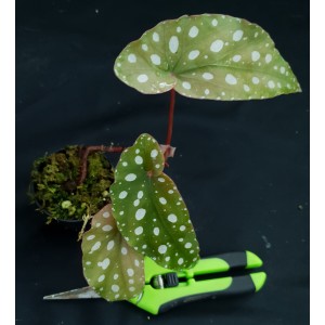 Begonia maculata#8703