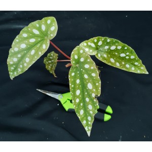 Begonia maculata#8704