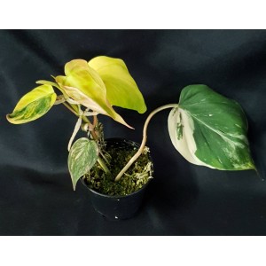 Philodendron micans 'Variegated' #2003E