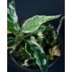 Dregea sinensis 'Variegata' #2024E
