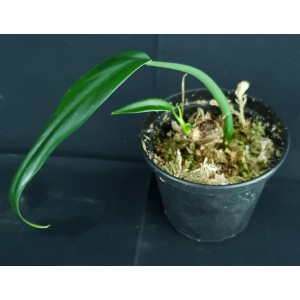 Philodendron holtonianum #2038E