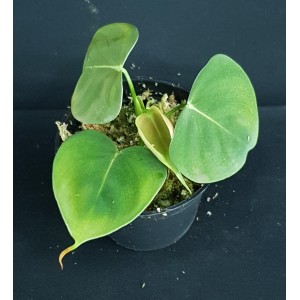 Philodendron lupinum #2072