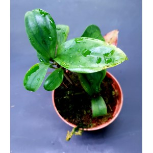 Hoya erythrina 'Long Leaf'#4142