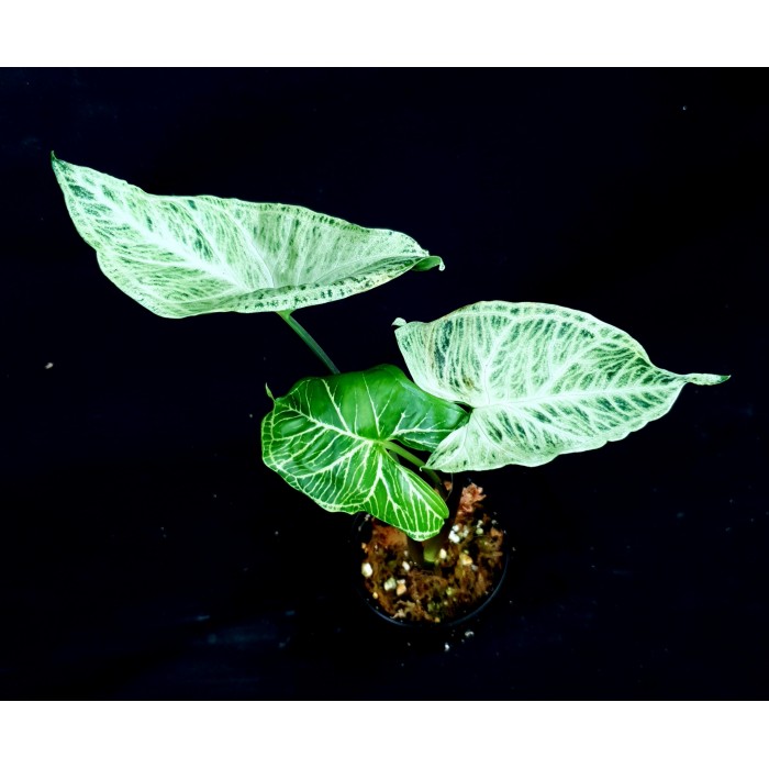 Syngonium podophyllum 'Renoir'#4156