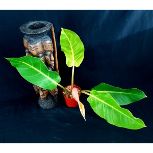Philodendron 'Red Moon Marble'#4163
