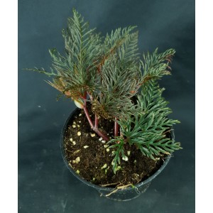 Begonia bipinnatifida#7586