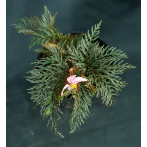 Begonia bipinnatifida#7587