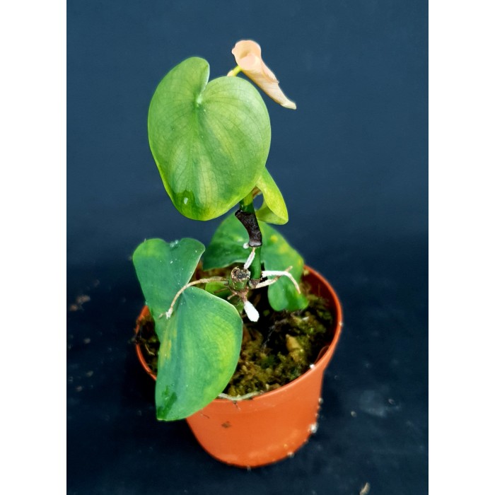 #1528Philodendron werneri