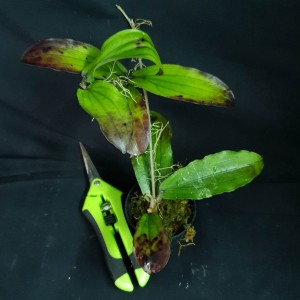 Hoya erythrina 'Long Leaf' #2918