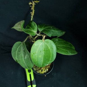 Hoya latifolia #2932