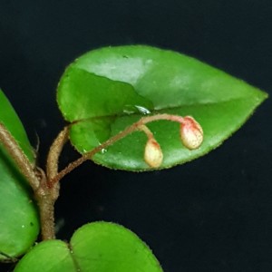 Begonia schulzei (B. elaeagnifolia) #2938E