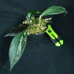 Hoya pubicalyx 'Royal Hawaiian' #2943