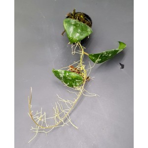 Hoya caudata (N°2)