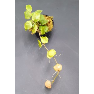 Hoya endauensis (N°4)