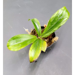 Hoya erythrina 'Long Leaf' (N°2)