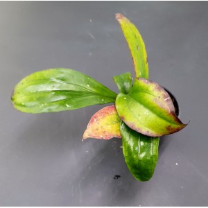 Hoya erythrina 'Long Leaf' (N°3)