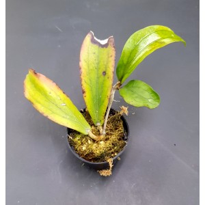 Hoya erythrina 'Long Leaf' (N°4)