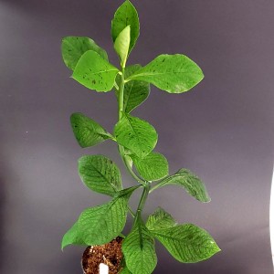 Euphorbia grantii (N°1)